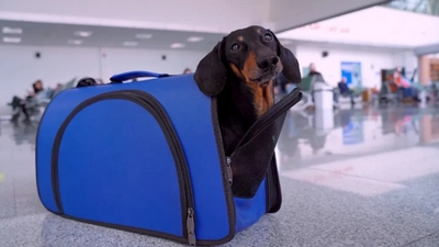 Dr. Cynthia Maro: Exciting updates on ozone therapy in animals